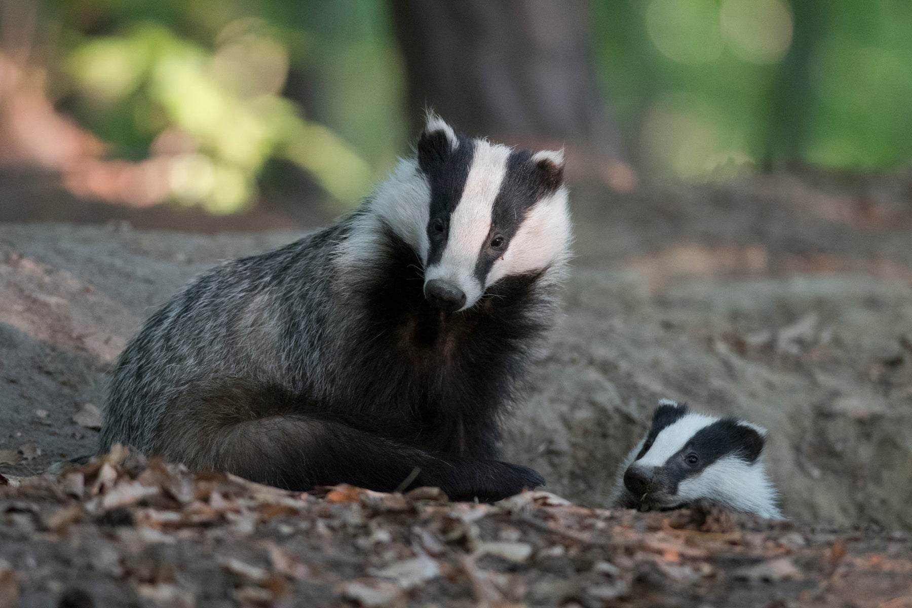 BADGERS IN THE UK