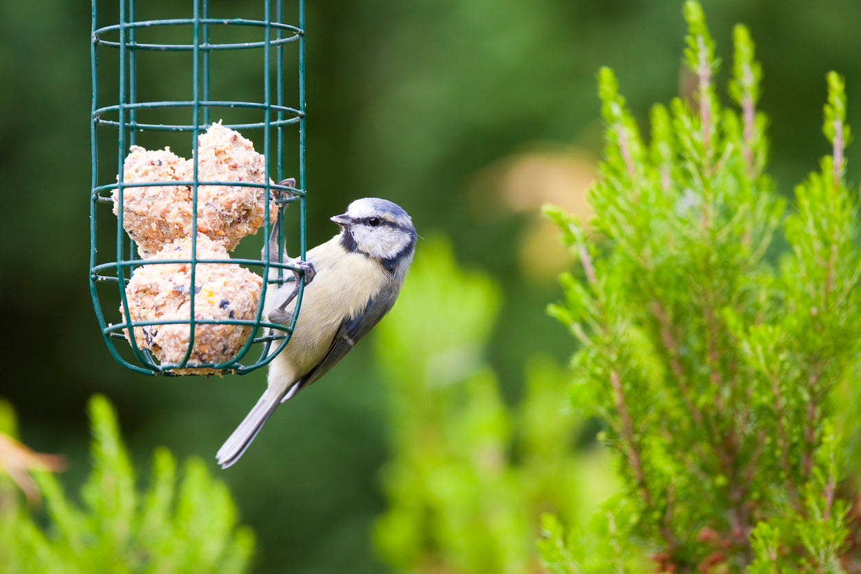 HOW TO MAKE FAT BALLS - GARDEN BIRDS