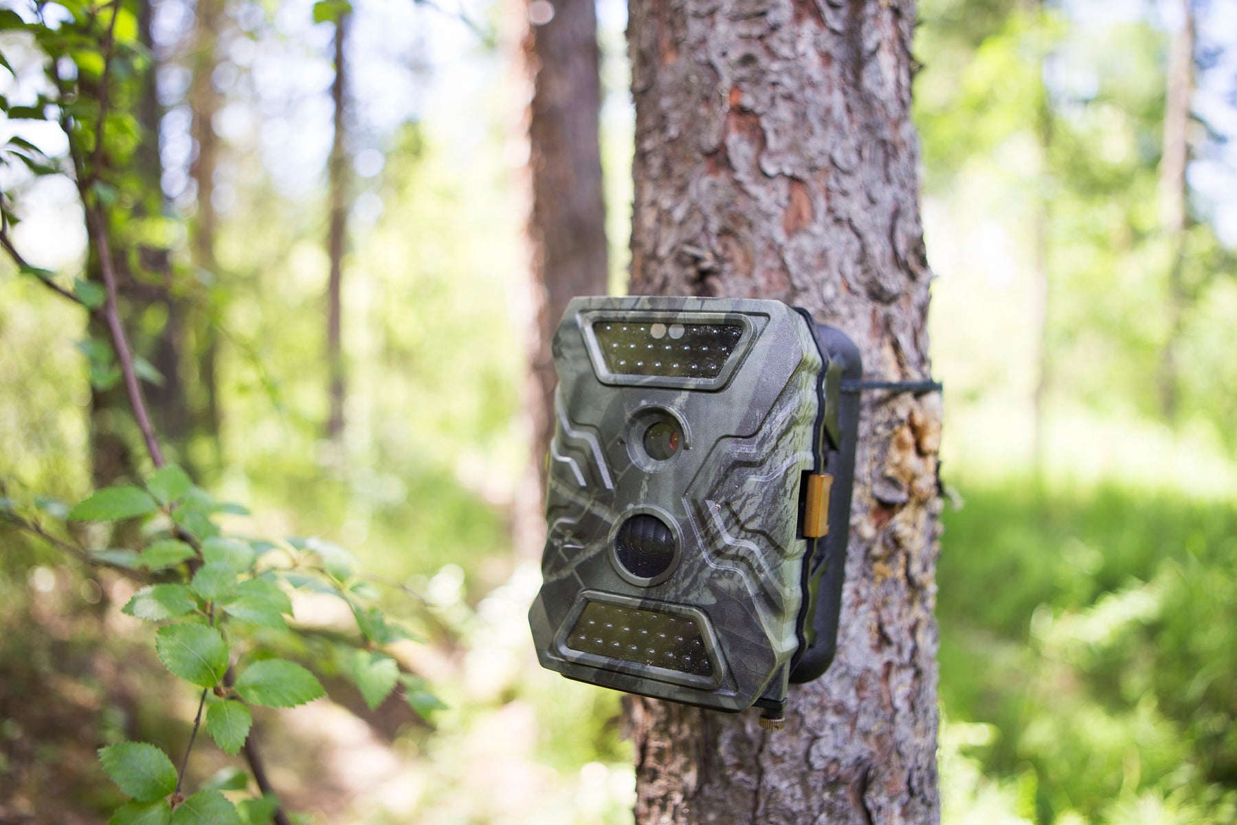 CAMOUFLAGING WILDLIFE CAMERAS