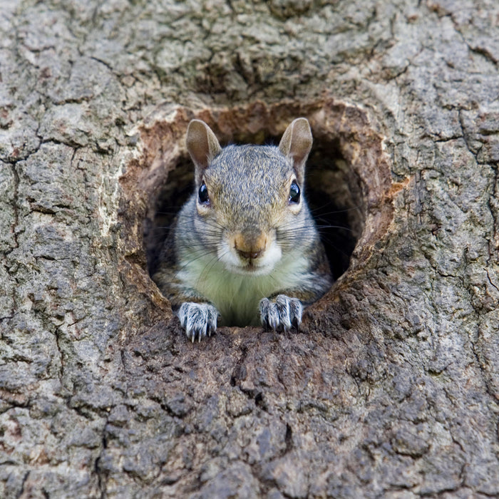 Squirrel Nests - Drey