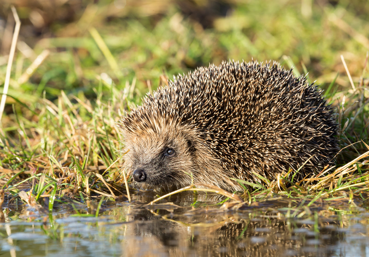 TAKING CARE OF HEDGEHOGS