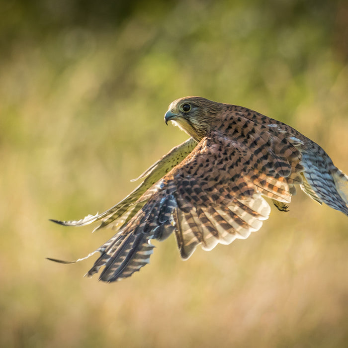 KESTREL BIRDS