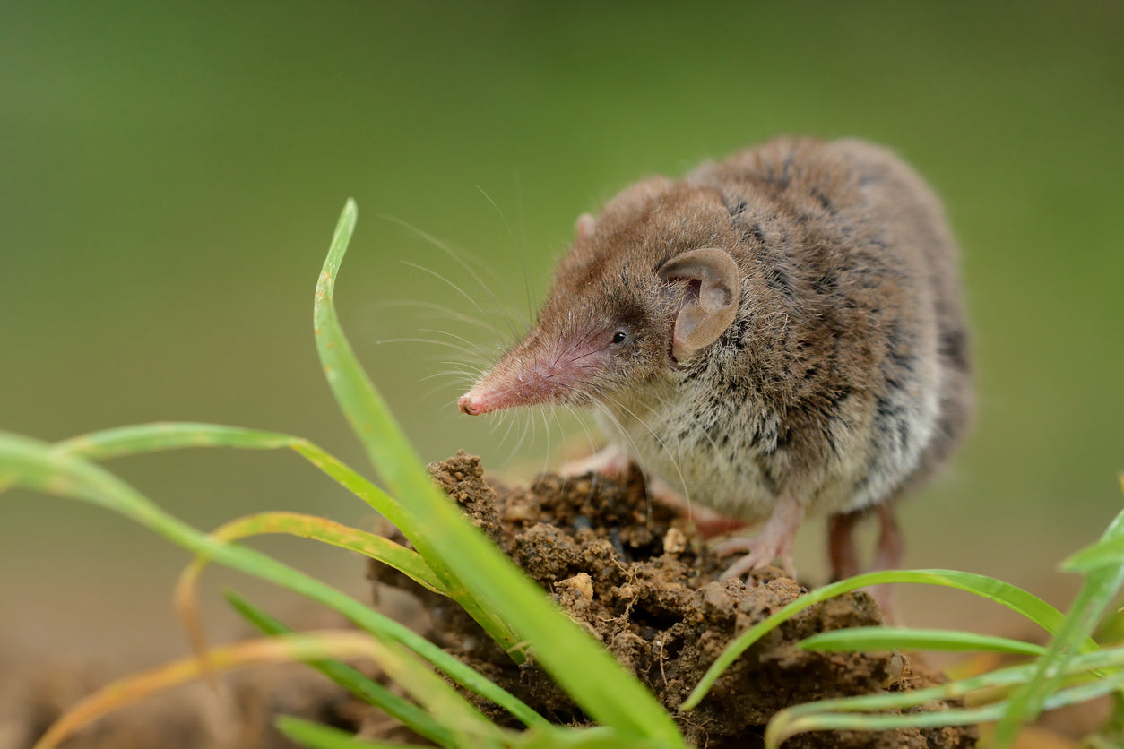 SHREW RODENT