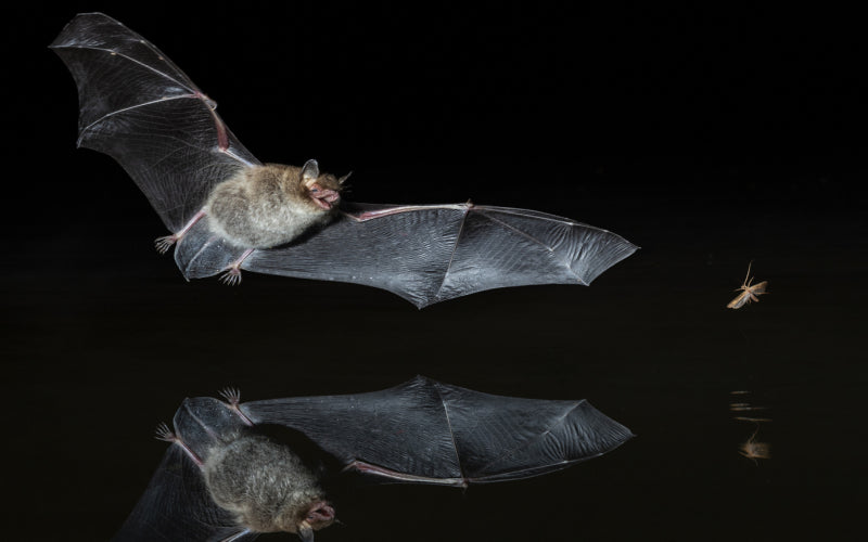 BATS IN THE UK