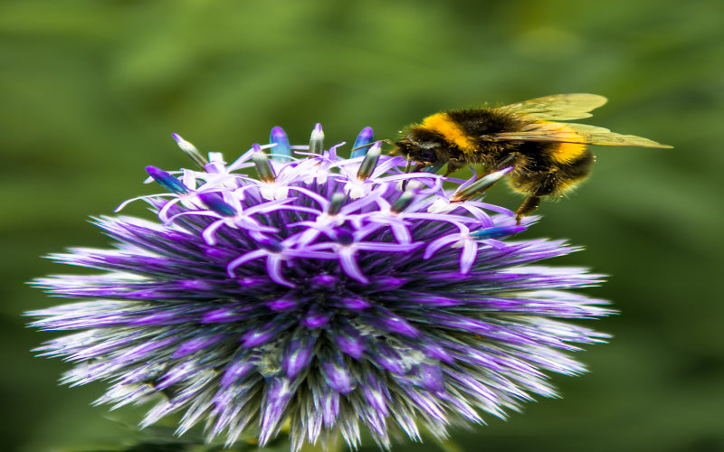 HOW TO HELP BEES