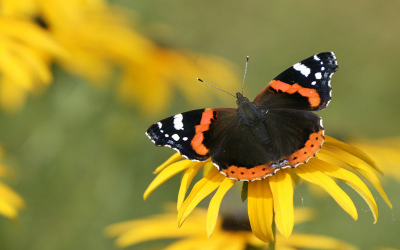 Supporting Nocturnal Moths & Butterflies