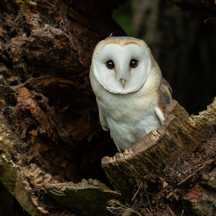 BARN OWL