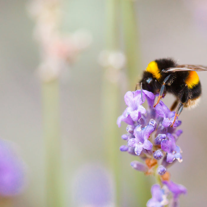 HOW TO HELP BEES