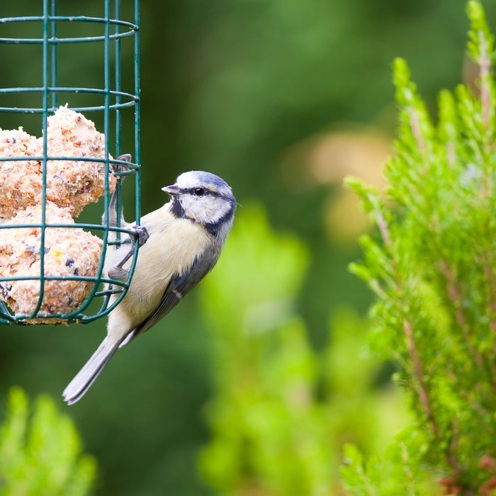 How to make Fat Balls - Garden Birds