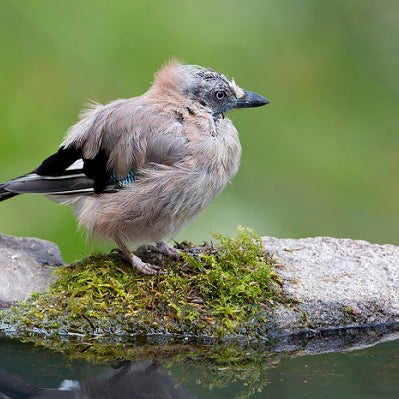 Garden Birds And Their Moulting Cycles Explained