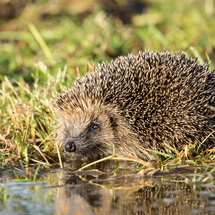 Taking Care of Hedgehogs