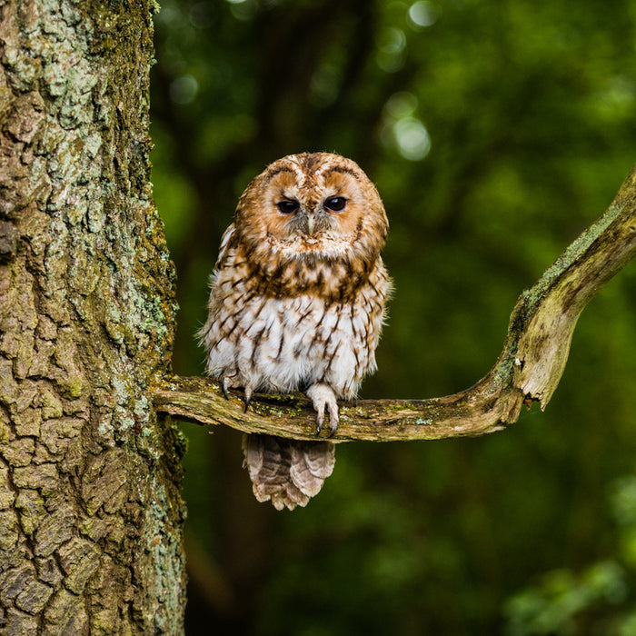 Tawny Owl