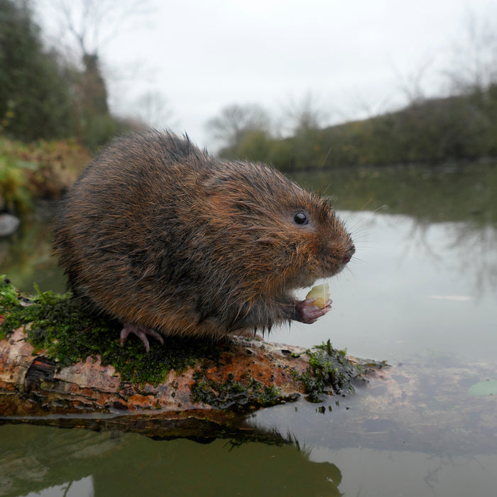 European Water Vole